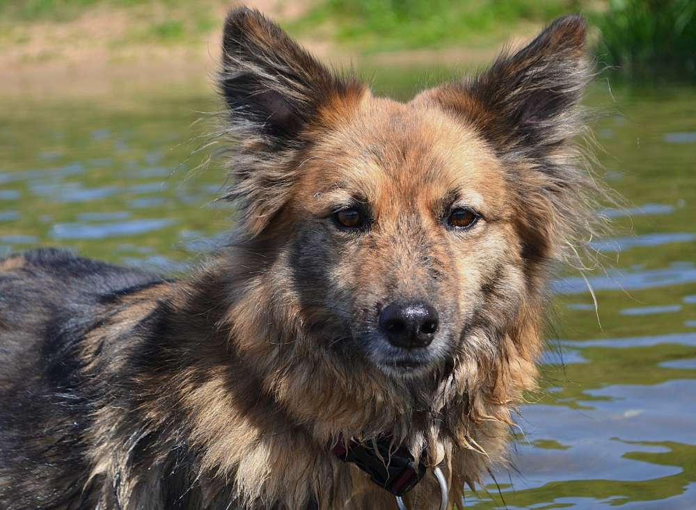 Hundetreffen-Angehende Hundetrainerin sucht Übungsteams-Profilbild
