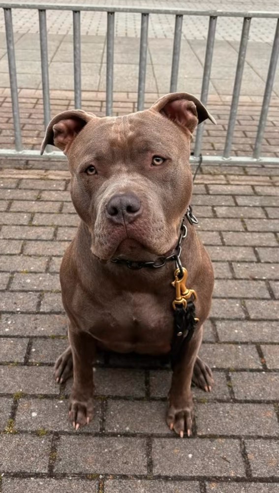 Hundetreffen-Playdate / spieletreff-Profilbild