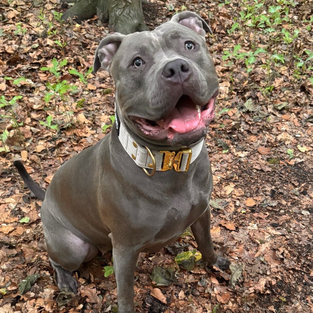 Hundetreffen-Spaziergänge in Stöcken-Profilbild