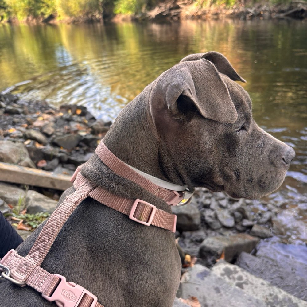 Hundetreffen-Spaziergänge in Stöcken-Profilbild