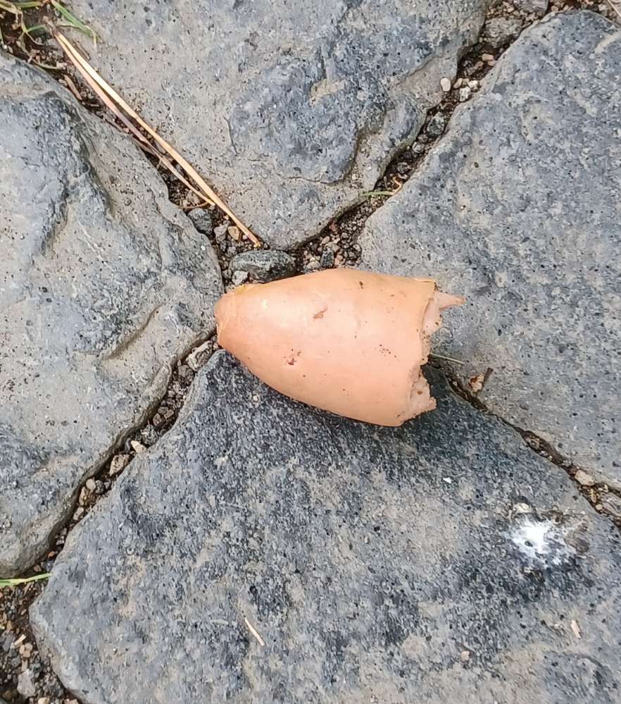 Giftköder-Ausgelegte Fleischwurst-Profilbild