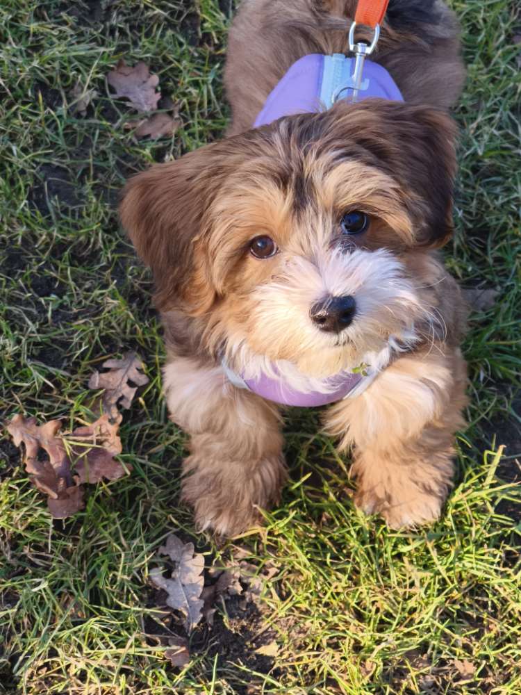 Hundetreffen-Welpentreffen Nähe 48346 Ostbevern-Profilbild