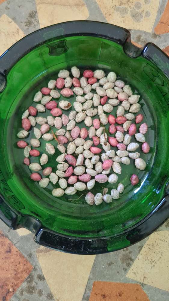 Giftköder-Rattengift in Vorgarten geworfen-Profilbild