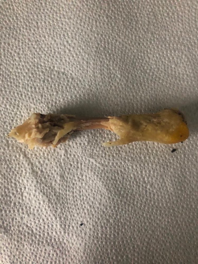 Giftköder-Möglicher Giftköder-Profilbild