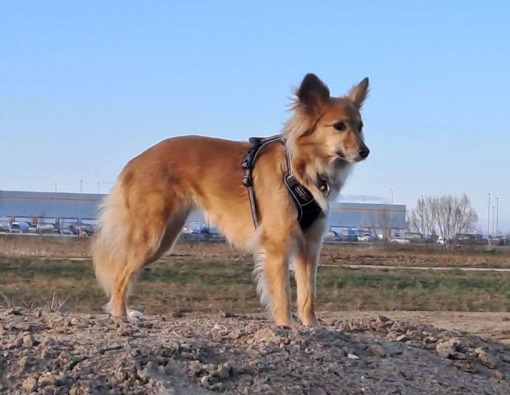 Hundetreffen-Suche Gassirunde um Meßkirch-Profilbild