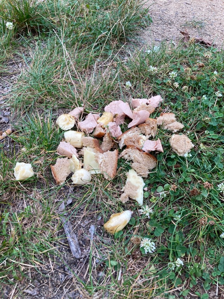 Giftköder-Ausgelegtes Essen-Profilbild