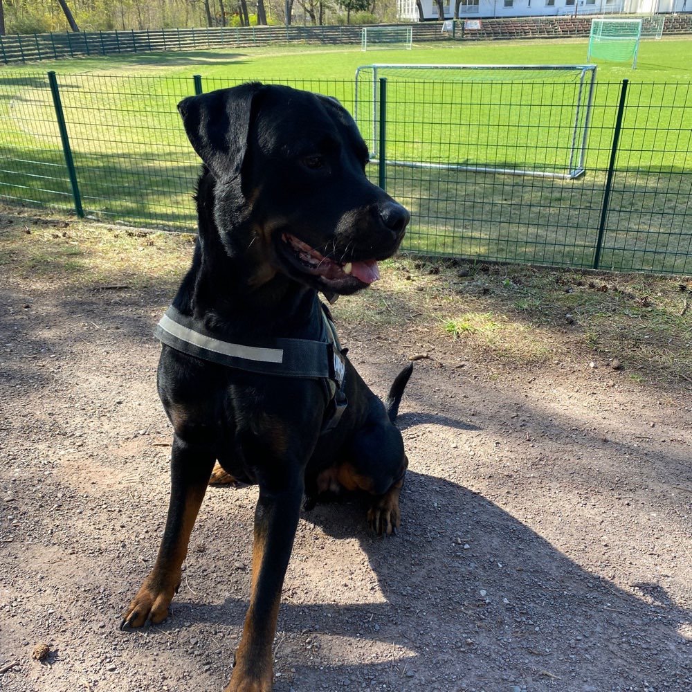Hundetreffen-Spielfreunde gesucht-Profilbild