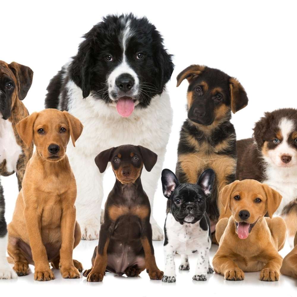 Hundetreffen-Welpentreffen Leipzig Nord-Profilbild