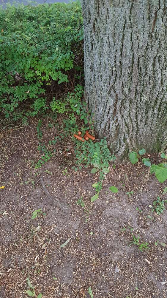 Giftköder-Ausgelegte Wienerwürstchen gefunden!-Profilbild