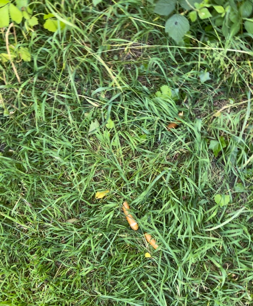 Giftköder-Wiener Würstchen am Wegrand-Profilbild