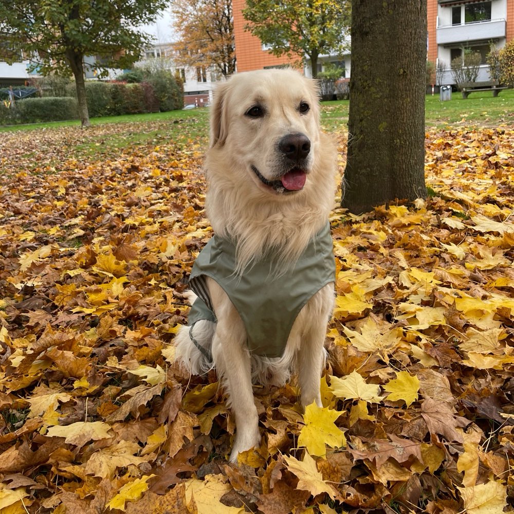 Hundetreffen-Social Walk, Training, Spielpartner-Profilbild