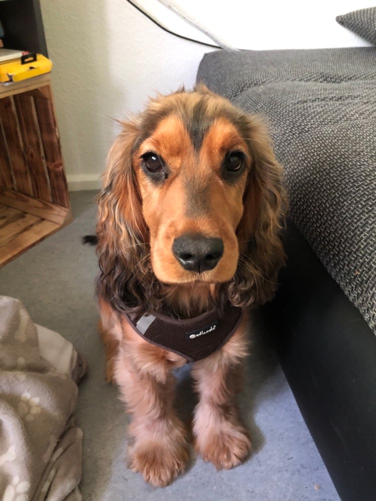 Hundetreffen-Play Date-Profilbild