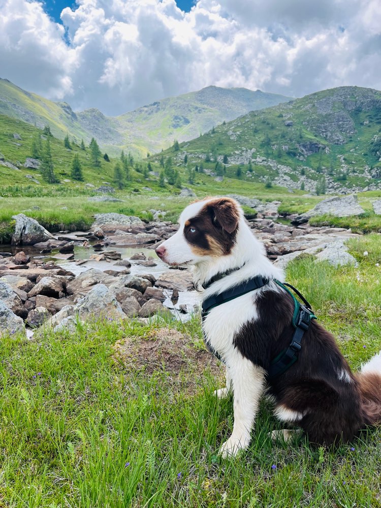Hundetreffen-Training und danach toben-Profilbild