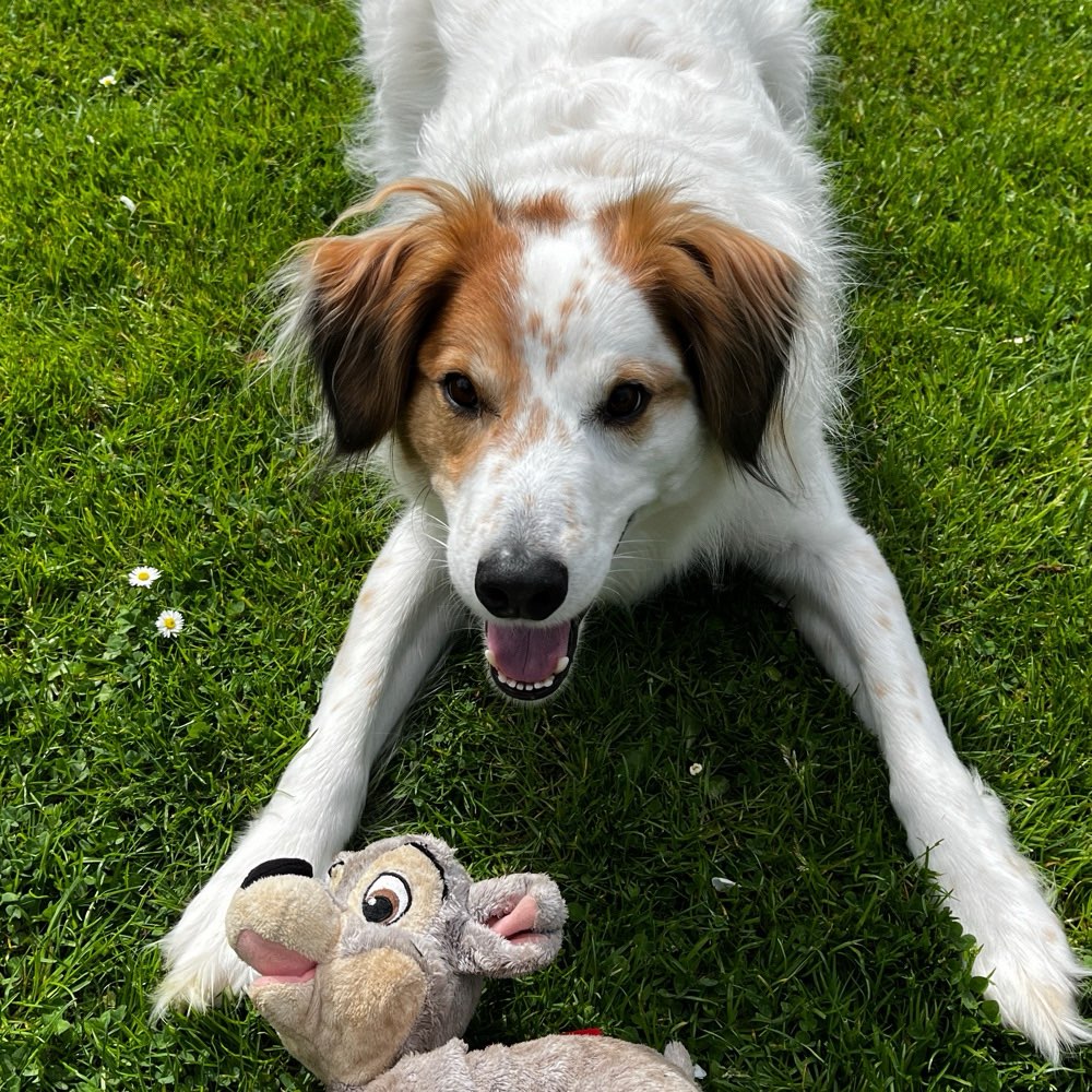 Giftköder-Gift in welcher Form auch immer-Profilbild