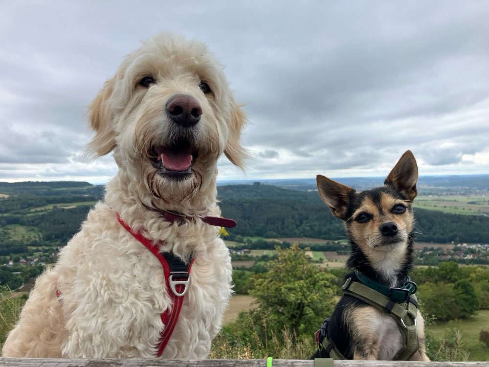 Hundetreffen-Das Wandern ist des Hundes Lust-Profilbild