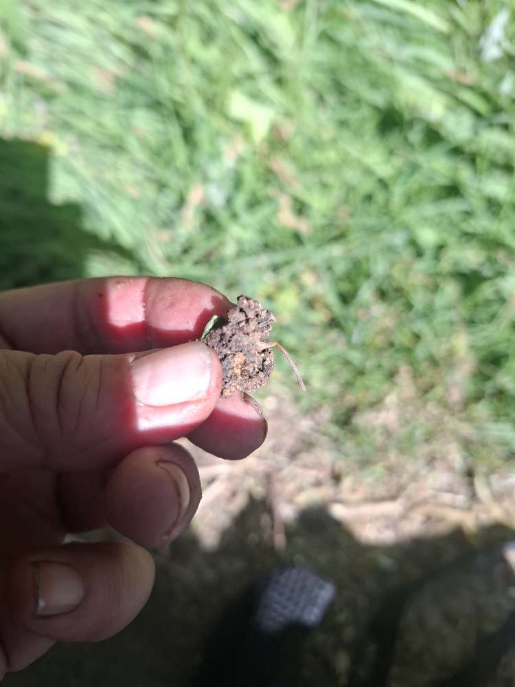 Giftköder-Mett mit Draht-Profilbild