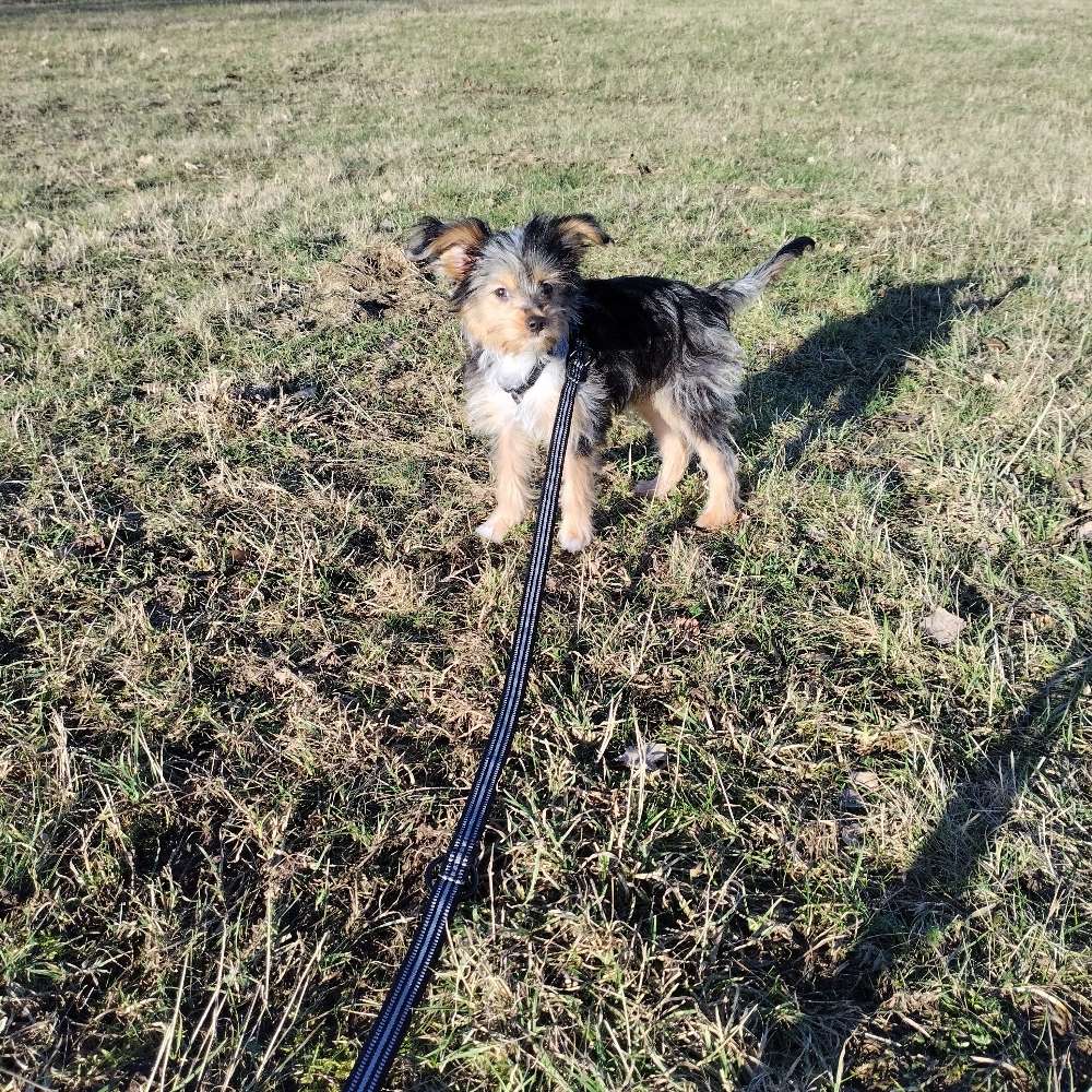 Hundetreffen-Welpentreffen-Profilbild