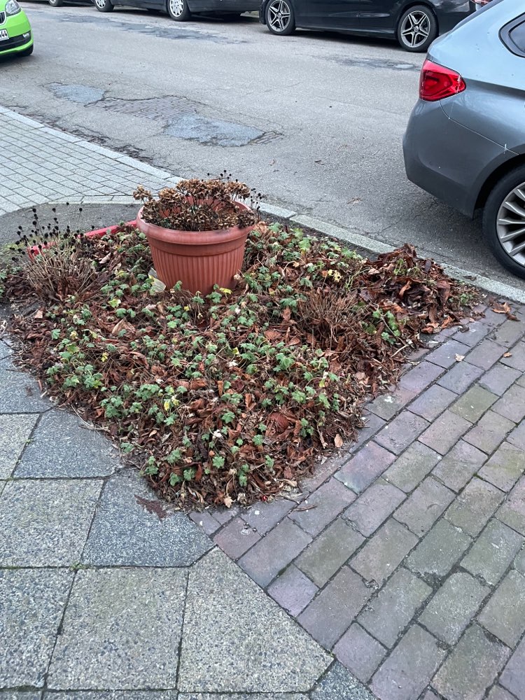 Giftköder-Wurststücke in Grünstreifen-Profilbild