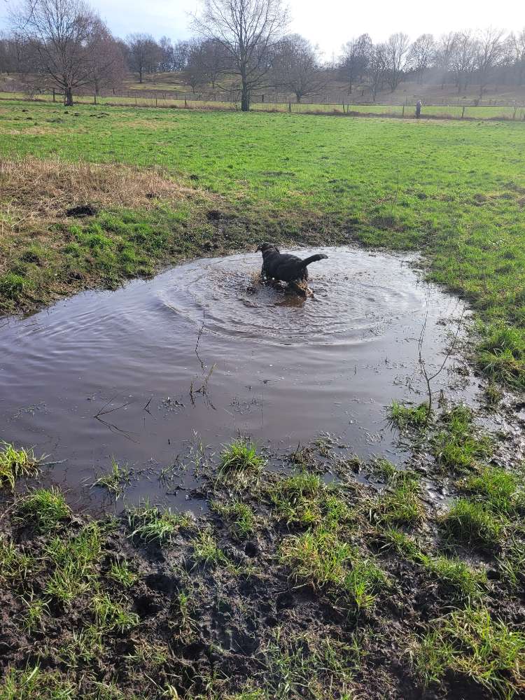 Hundetreffen-Labrador Gassi Runde am Jaberg-Profilbild