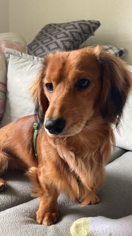 Hundetreffen-Filou sucht Spielpartner-Profilbild