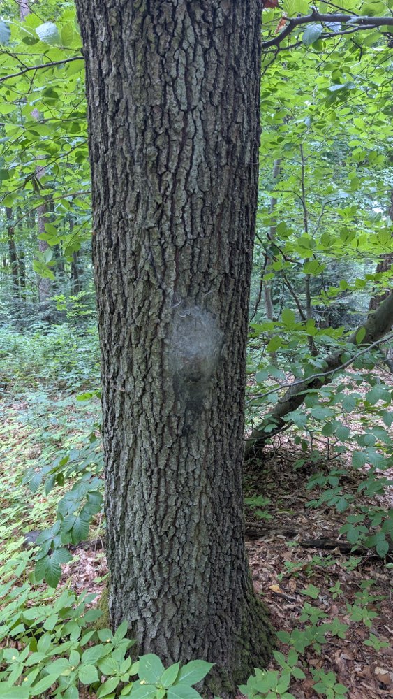 Giftköder-Eichenprozessionsspinner-Profilbild