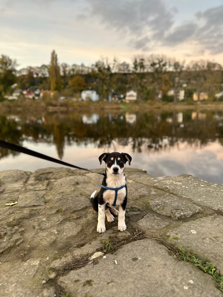 Hundetreffen-Hundetreffen-Profilbild