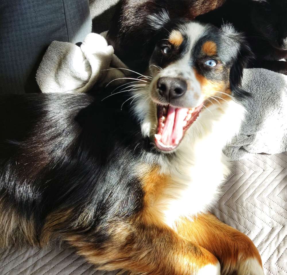 Hundetreffen-Spielen und Laufen in der Haard/der Burg-Profilbild