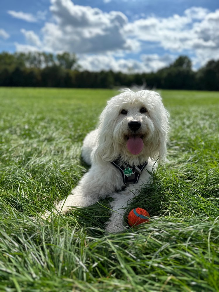 Hundetreffen-Spielkameraden gesucht!☺️-Profilbild