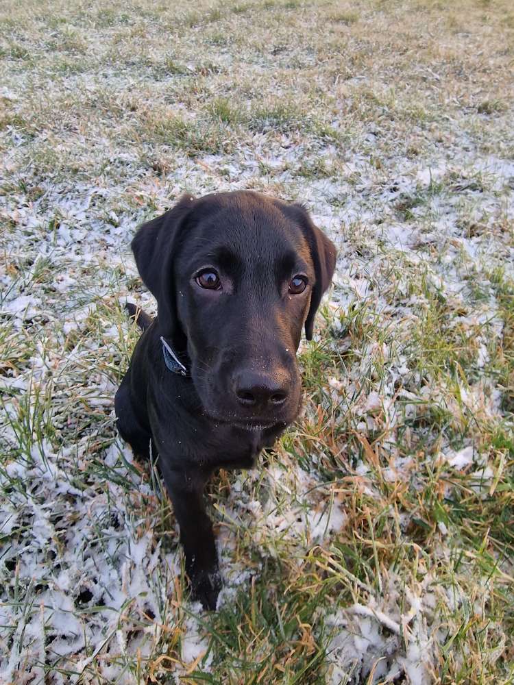 Hundetreffen-Hundefreunde gesucht-Profilbild