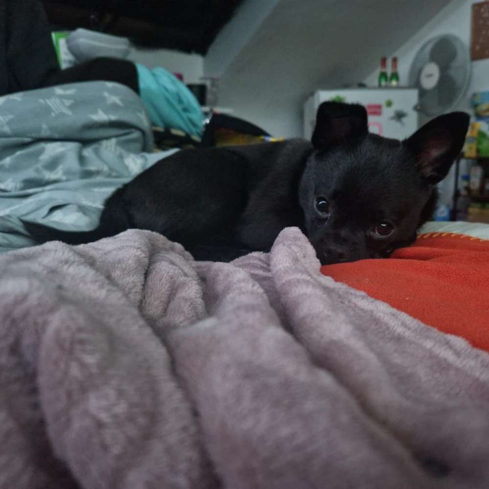 Hundetreffen-Spielkumpel gesucht ^^-Profilbild