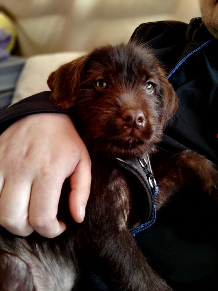 Hundetreffen-Leo sucht Spielgefährten-Profilbild