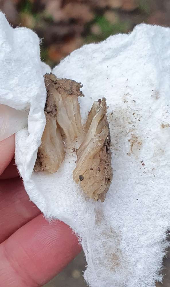 Giftköder-Fleischstück bei Metro Nähe Hundeplatz-Profilbild