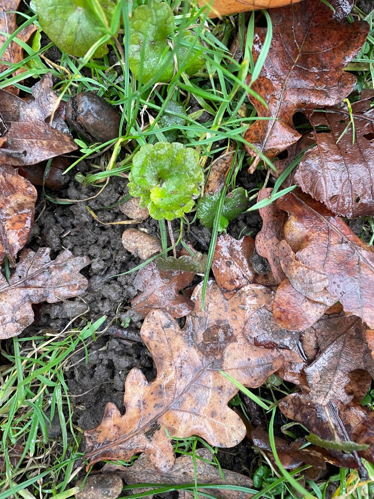 Giftköder-Vermutlich Giftköder-Profilbild