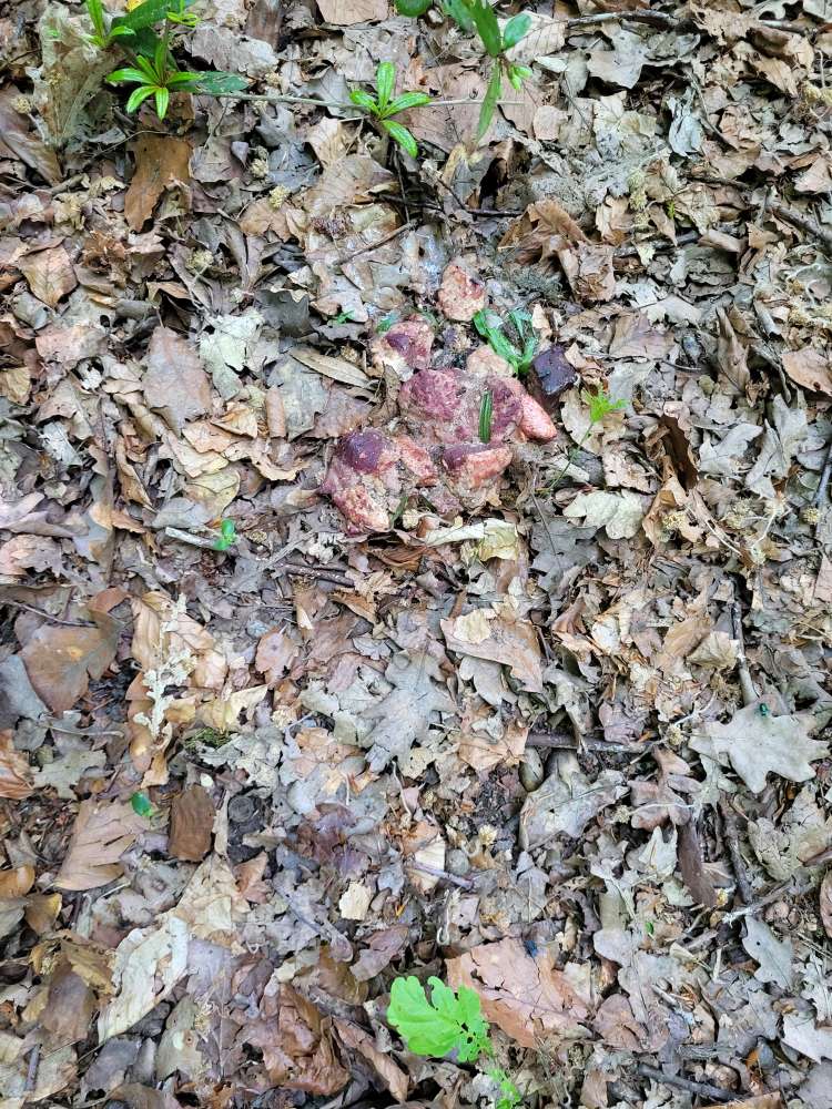 Giftköder-Fleischhaufen-Profilbild