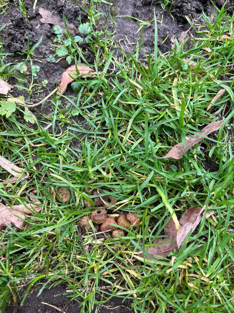 Giftköder-Ausgelegtes Trockenfutter-Profilbild