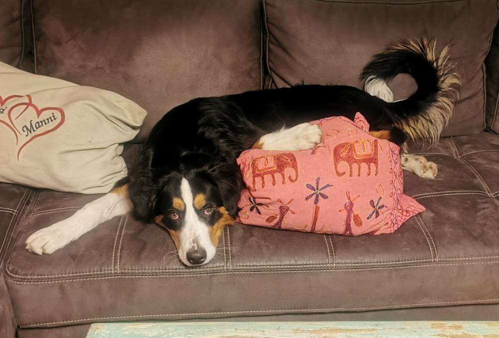 Hundetreffen-Suche Spielkameraden in Sankt Sebastian-Profilbild