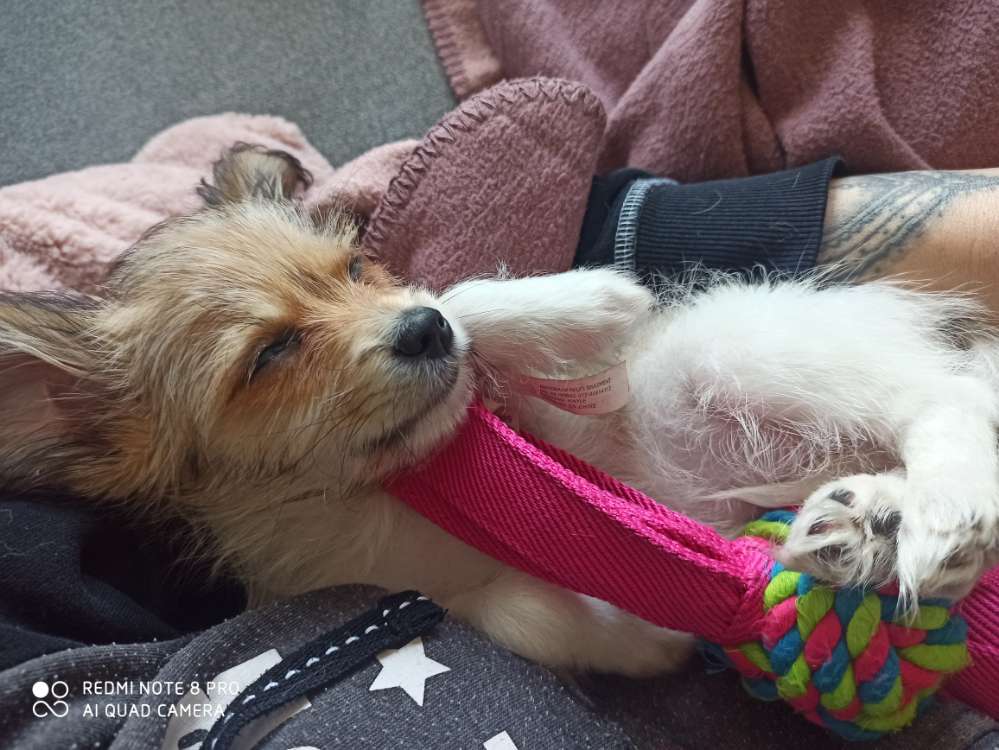 Hundetreffen-Treffen für kleine Hunde-Profilbild