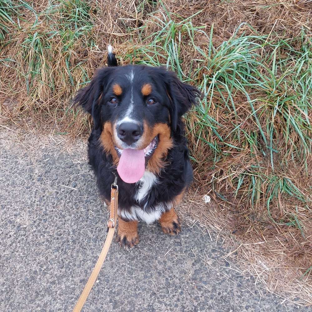 Hundetreffen-Spazier- und Spielrunde😊-Profilbild