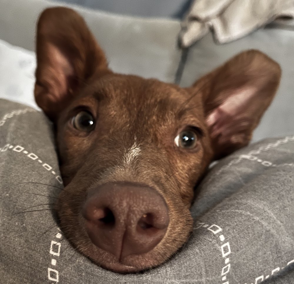 Hundetreffen-Suche Freunde-Profilbild