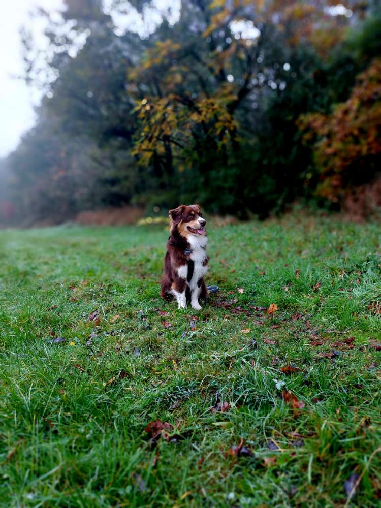 Hundetreffen-Trainingspartner gesucht-Profilbild