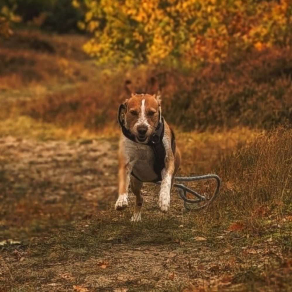 Hundetreffen-Gassi Runde 🐕-Profilbild