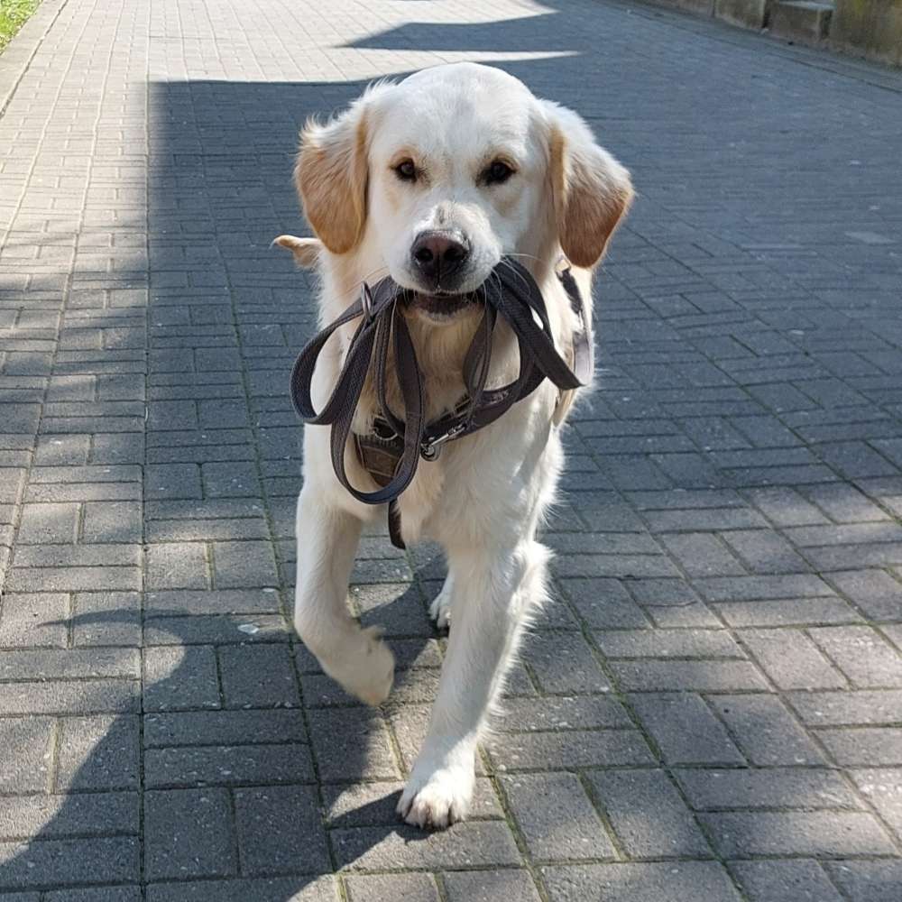 Hundetreffen-Entspanntes Treffen zum Spielen und/oder Spazieren-Profilbild