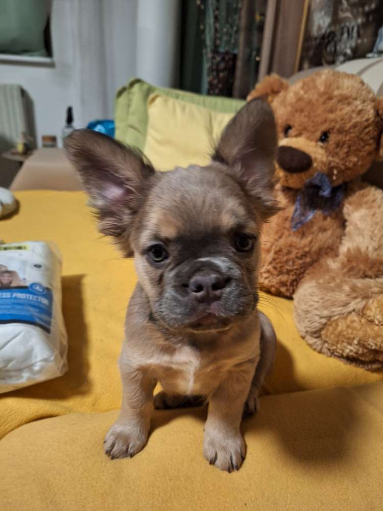 Hundetreffen-Welpen oder Kleinhund-Profilbild