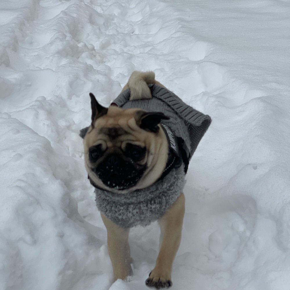 Hundetreffen-Gemeinsame Gassirunden-Profilbild