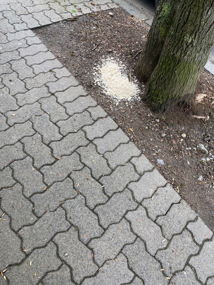 Giftköder-Weißes Zeug-Profilbild