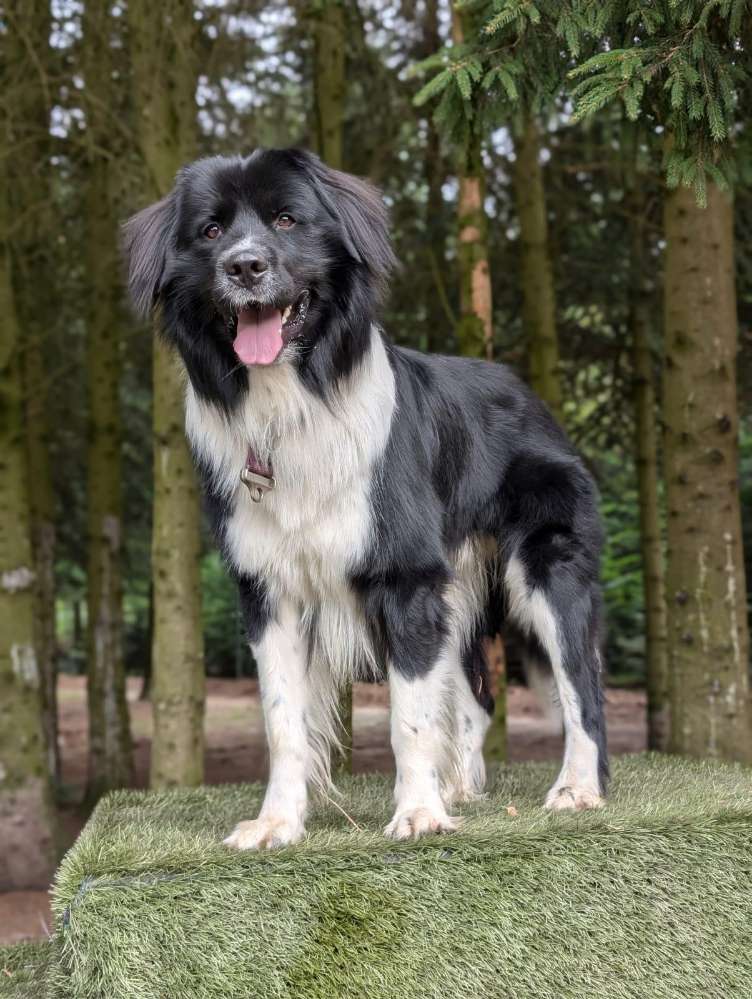 Hundetreffen-Zum Spielen und spazieren gehen-Profilbild