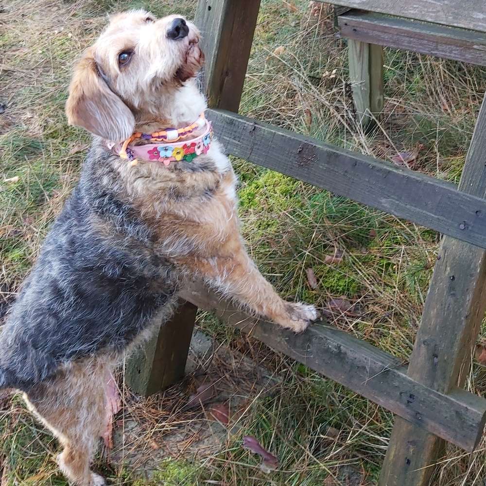 Hundetreffen-Gassi gehen im Umkreis von 29413-Profilbild