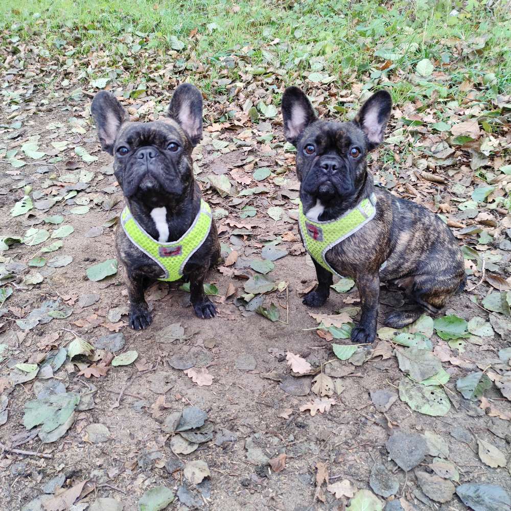 Hundetreffen-gemeinsames Spazieren gehen zum Toben und Gegend kennenlernen.-Profilbild