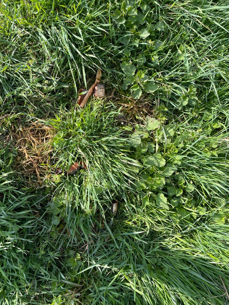 Giftköder-Fischstücke-Profilbild