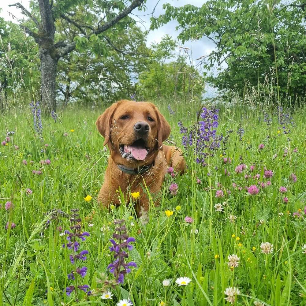 Hundetreffen-Gassi-, Spiel- und Trainigspartner für Ida 🐶-Profilbild